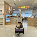 petsyoyo寵遊網-台中西屯寵物友善餐廳 Woosa洋食屋莎鬆餅屋 米克斯菲菲的走跳日記