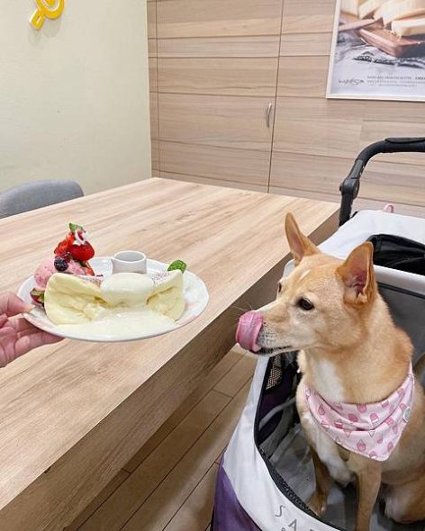 petsyoyo寵遊網-台中西屯寵物友善餐廳 Woosa洋食屋莎鬆餅屋 米克斯菲菲的走跳日記