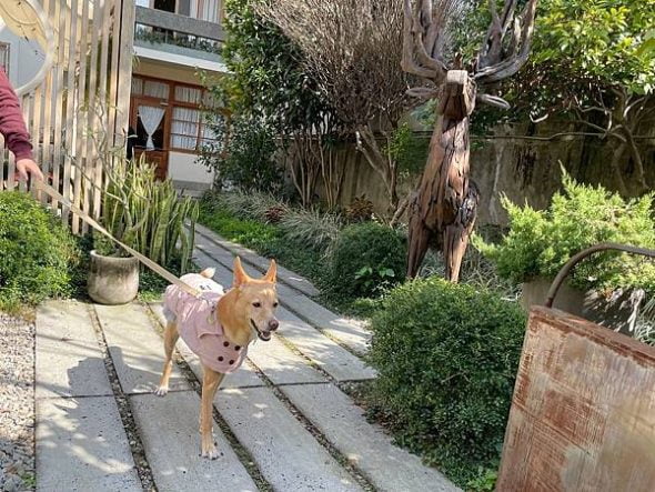 petsyoyo寵遊網-台中寵物友善餐廳 home home 米克斯菲菲的走跳日記提供