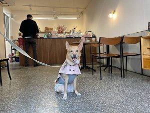 petsyoyo寵遊網-台中寵物友善餐廳 home home 米克斯菲菲的走跳日記提供