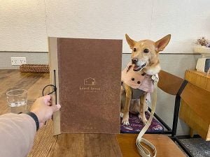 petsyoyo寵遊網-台中寵物友善餐廳 home home 米克斯菲菲的走跳日記提供