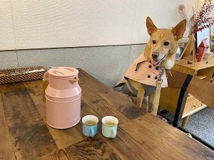 petsyoyo寵遊網-台中寵物友善餐廳 home home 米克斯菲菲的走跳日記提供