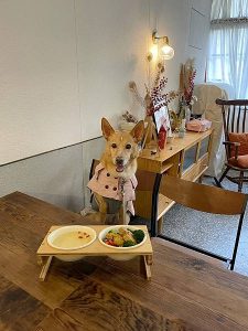 petsyoyo寵遊網-台中寵物友善餐廳 home home 米克斯菲菲的走跳日記提供