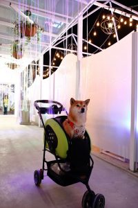 petsyoyo寵遊網-桃園中壢寵物友善餐廳 幻境FantasyCafe 小珊珊提供