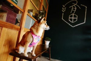 petsyoyo寵遊網-新竹竹北寵物友善餐廳 有田咖啡 小珊珊提供