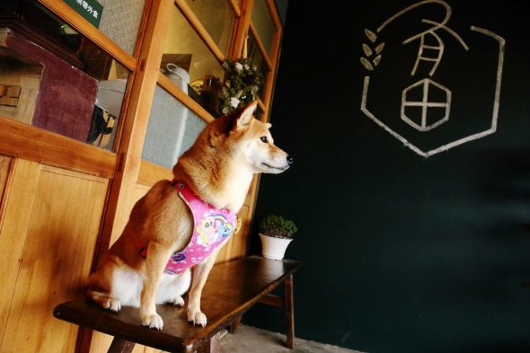 petsyoyo寵遊網-新竹竹北寵物友善餐廳 有田咖啡 小珊珊提供