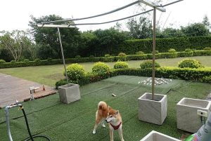 petsyoyo寵遊網-屏東恆春寵物友善住宿 森五七行館 Yu Ching提供