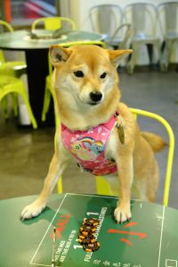 petsyoyo寵遊網-新北新莊寵物友善餐廳 澳門食娛城卜卜鍋 順德料理 小珊珊提供