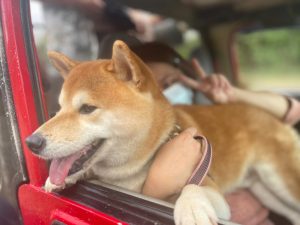 petsyoyo寵遊網-屏東墾丁寵物友善旅遊 牛教練-墾丁大腳旅遊_小珊珊提供