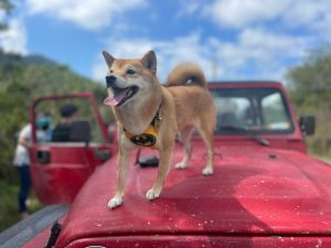 petsyoyo寵遊網-屏東墾丁寵物友善旅遊 牛教練-墾丁大腳旅遊_小珊珊提供