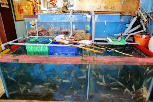 petsyoyo寵遊網-屏東墾丁寵物友善餐廳 田中漁夫海鮮餐廳 小珊珊提供