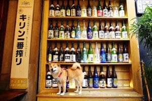 petsyoyo寵遊網-新北永和寵物友善餐廳 醉衍居居酒屋 小珊珊提供