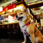 petsyoyo寵遊網-新北永和寵物友善餐廳 醉衍居居酒屋 小珊珊提供