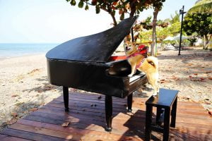 petsyoyo寵遊網-屏東墾丁寵物友善餐廳 魔幻咖啡 小珊珊提供