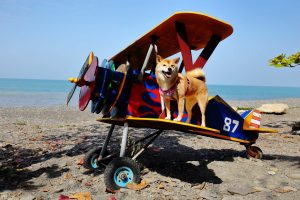 petsyoyo寵遊網-屏東墾丁寵物友善餐廳 魔幻咖啡 小珊珊提供