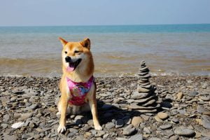 petsyoyo寵遊網-屏東墾丁寵物友善餐廳 魔幻咖啡 小珊珊提供