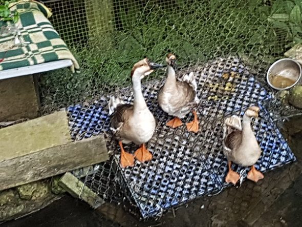 petsyoyo寵遊網－尚豐山蘇農園民宿