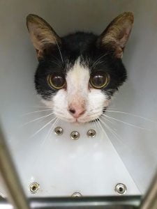 台北中山動物醫院 龍江動物醫院