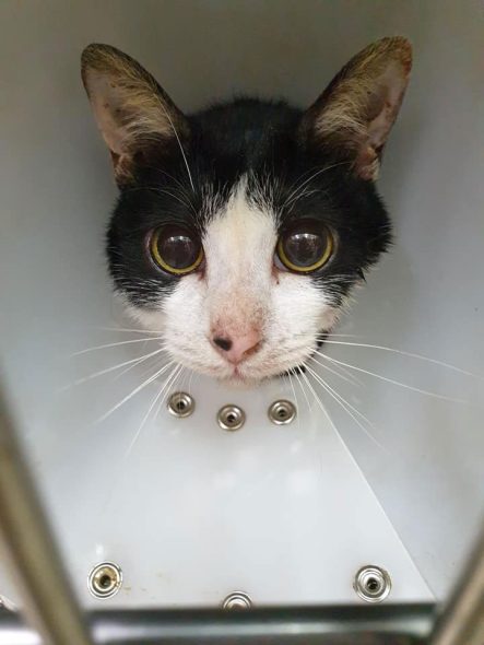 台北中山動物醫院 龍江動物醫院