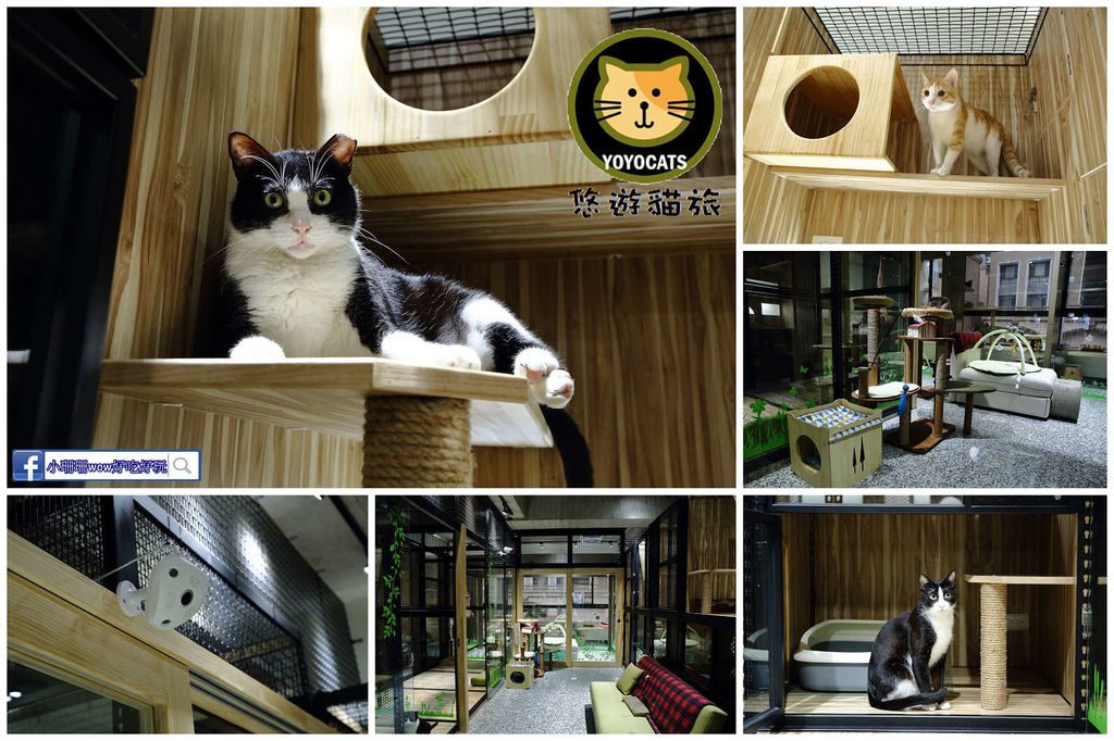petsyoyo寵物新聞媒體平台-悠遊貓旅-專屬貓咪住宿 貓咪旅館 小珊珊