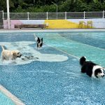 苗栗寵物友善民宿 餐廳 樂吧溪畔莊園 寵遊專訪