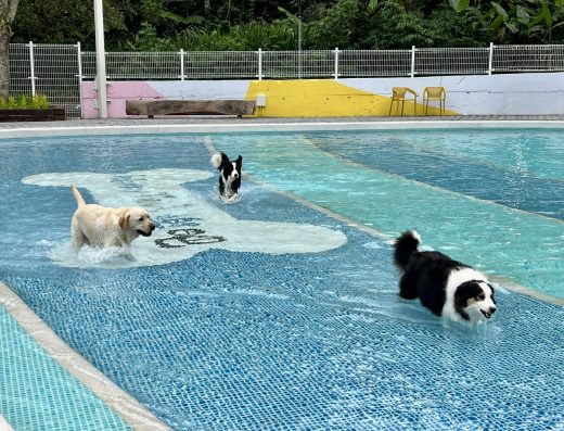 苗栗寵物友善民宿 餐廳 樂吧溪畔莊園 寵遊專訪