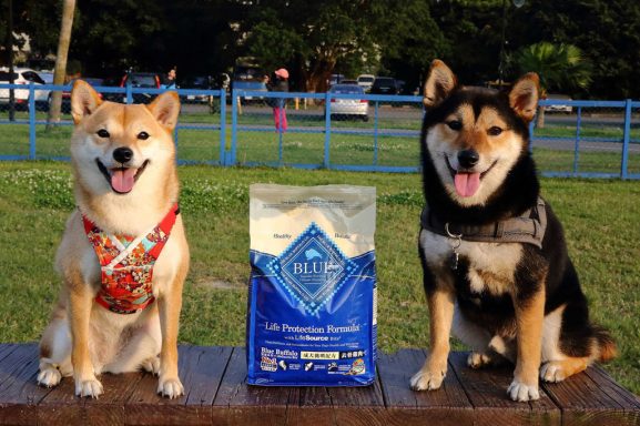 寵物飼料推薦 Blue Buffalo藍饌天然寵糧 小珊珊提供