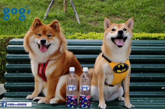 寵物飲水 Gogi water寵物飲水 小珊珊提供