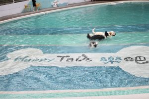 苗栗寵物友善民宿 餐廳 樂吧溪畔莊園 寵遊專訪