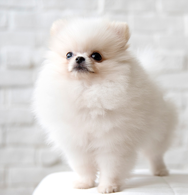 寵物領養回家後要注意的事 寵物知識