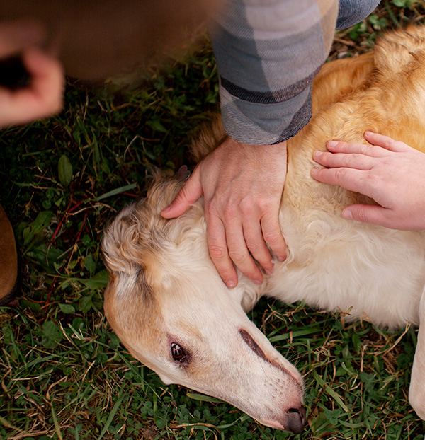搶救毛孩的黃金3分鐘 寵物知識 寵物健康