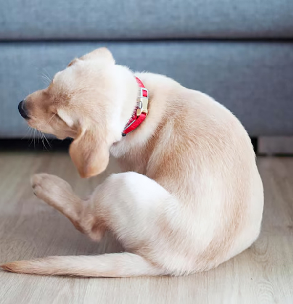 寵物知識 寵物食品 讓毛孩遠離過敏的超級食物 趕食髦