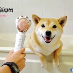柴犬開箱 Petaum寵物專用梳毛吹風機 小珊珊提供