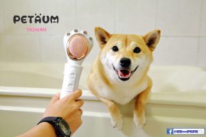 柴犬開箱 Petaum寵物專用梳毛吹風機 小珊珊提供