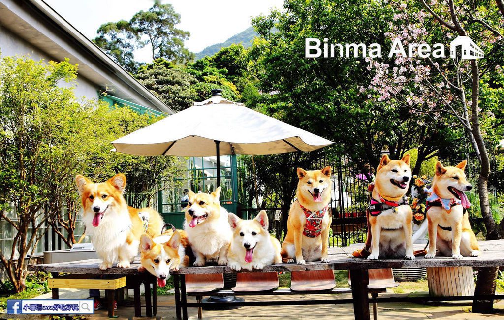 petsyoyo寵新聞-Binma Area 134 淡水寵物友善餐廳 小珊珊提供
