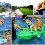 宜蘭寵物友善住宿 柚紫緣寵物友善民宿 小珊珊提供