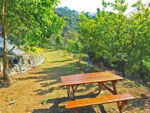 新竹芎林寵物友善餐廳-柴木屋珈啡