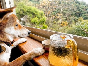 新竹芎林寵物友善餐廳-柴木屋珈啡