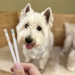 PetTest 寵物泌尿道檢測尿液試紙
