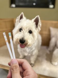 PetTest 寵物泌尿道檢測尿液試紙