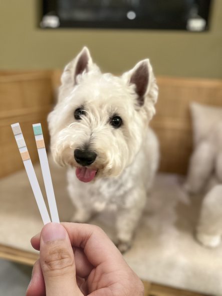 PetTest 寵物泌尿道檢測尿液試紙