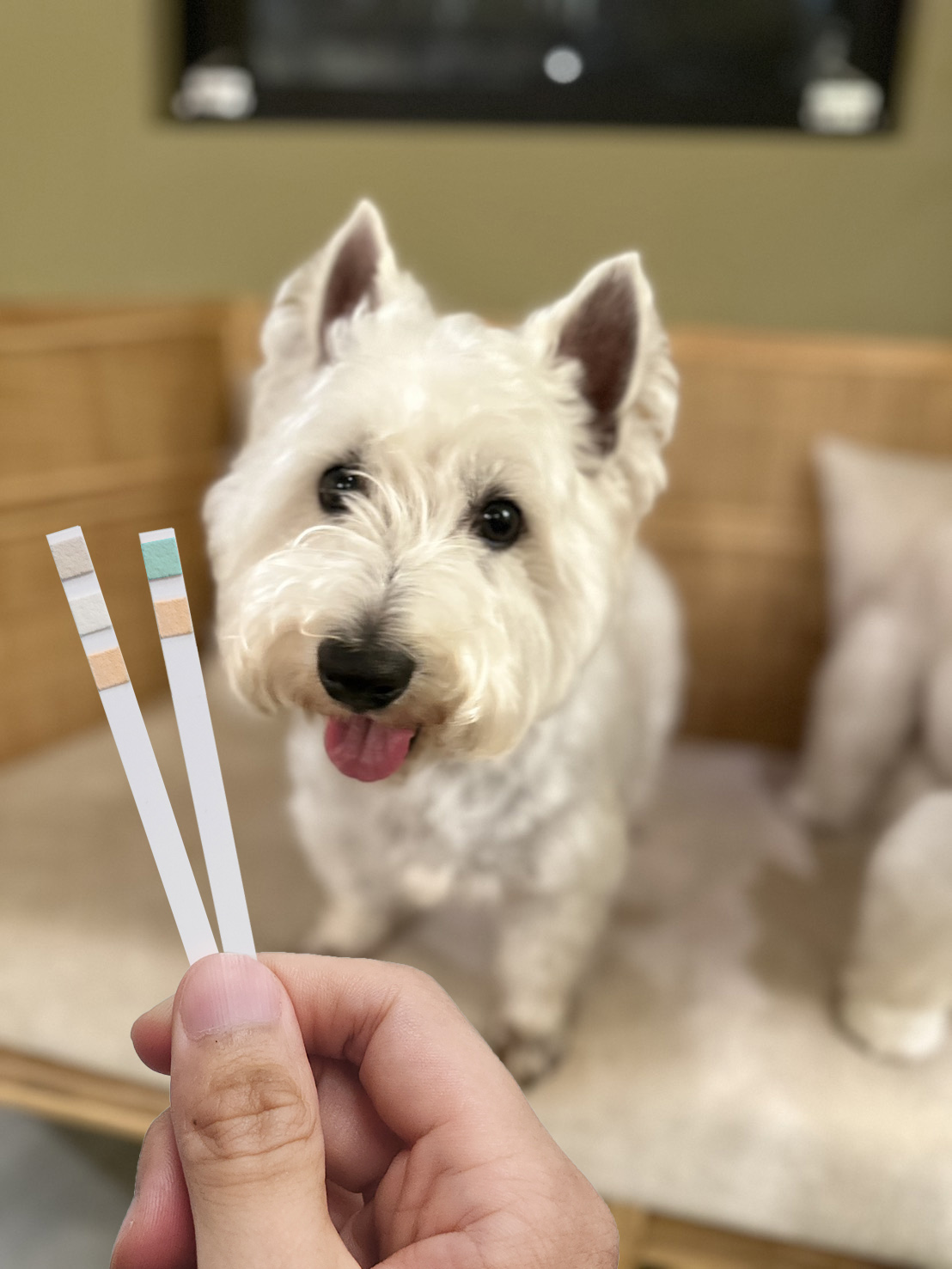 PetTest 寵物泌尿道檢測尿液試紙