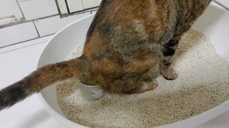 PetTest 寵物泌尿道檢測尿液試紙