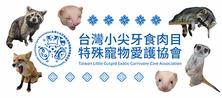 台灣小尖牙食肉目特殊寵物愛護協會