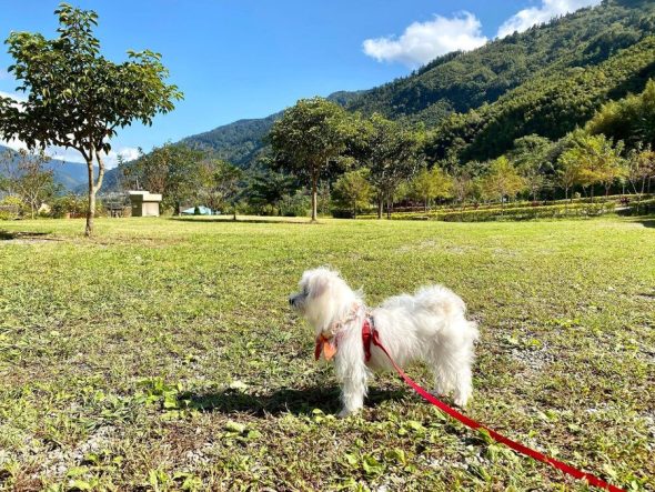 宜蘭大同寵物友善露營住宿 斯揚莫那休閒莊園 跟著鹿比與嚕咪一起看世界