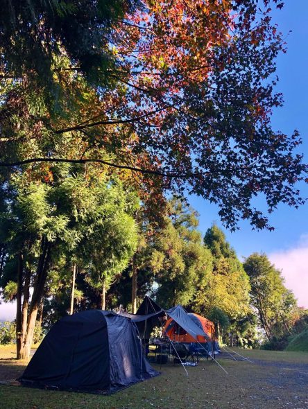 新竹五峰寵物友善景點 牧羊小豆子 跟著鹿比與嚕咪一起看世界