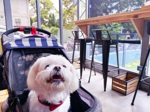 汪心球寵物記念獎狀 毛小妮照片