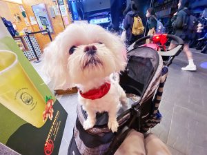 汪心球寵物記念獎狀 毛小妮照片