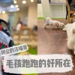 台北信義寵物友善餐廳 阿公的汪喵厝 嚕咪醬的玩樂生活