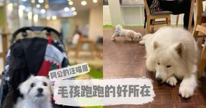 petsyoyo寵新聞-台北信義寵物友善餐廳 阿公的汪喵厝 嚕咪醬的玩樂生活